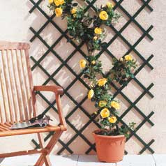 Expandable Plastic Trellis - 100 x 200 cm